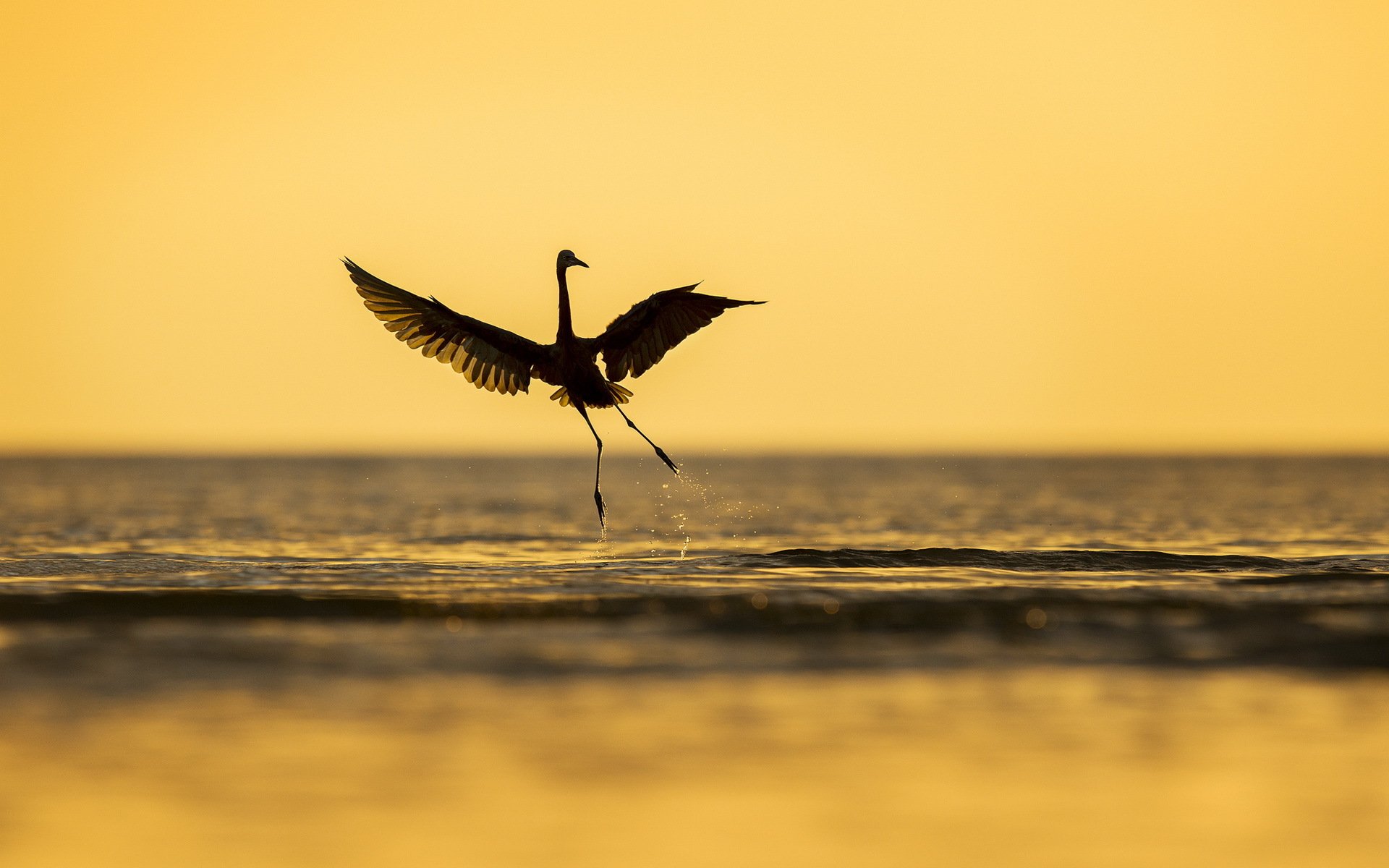 vogel meer natur