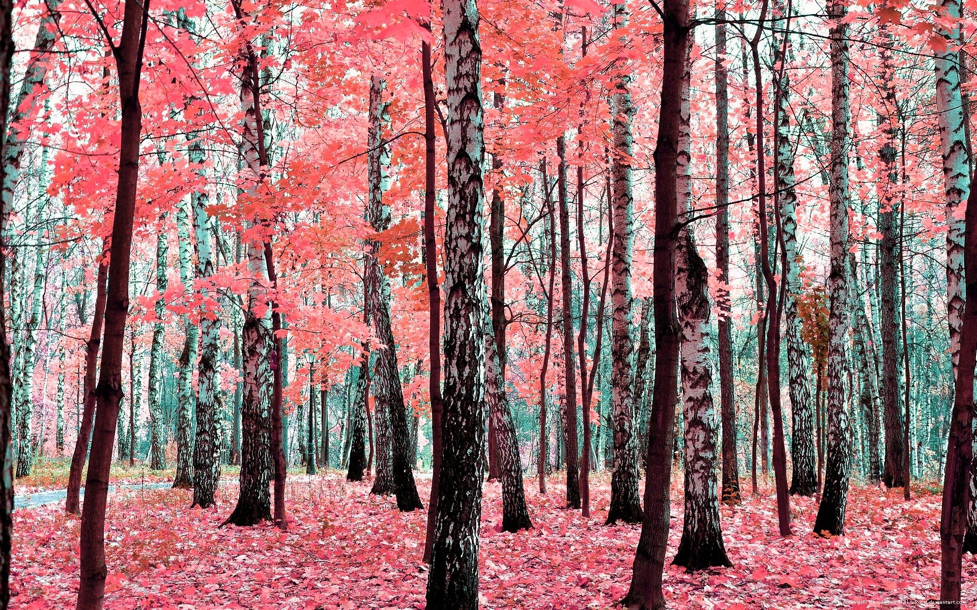 forêt automne arbres feuilles feuillage