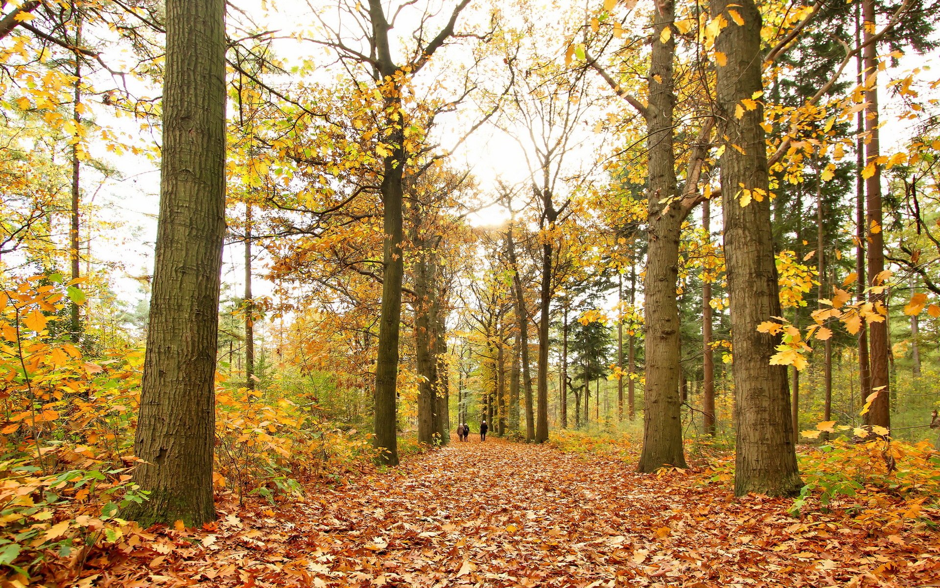 park jesień natura liście