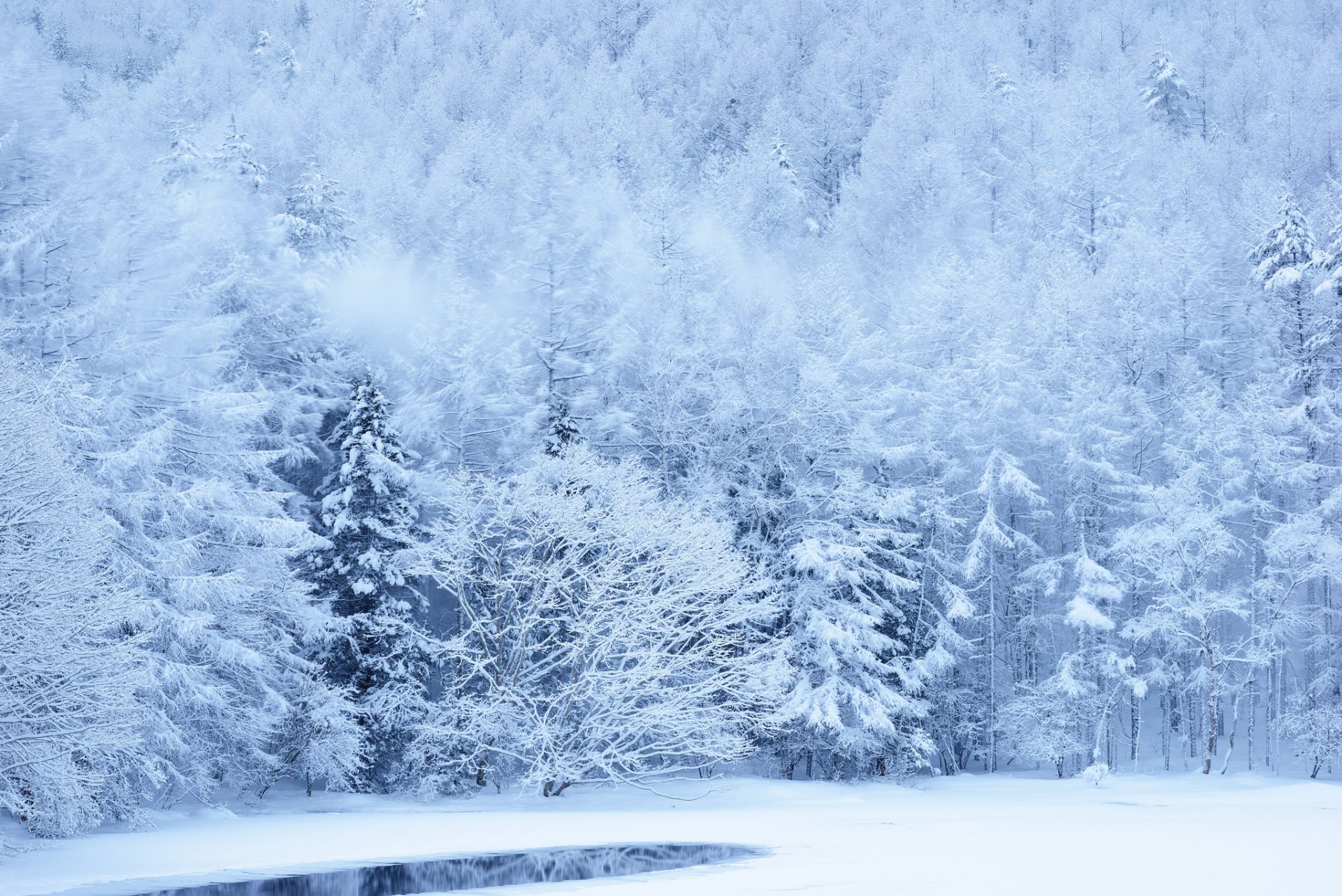 forêt pente hiver arbres neige