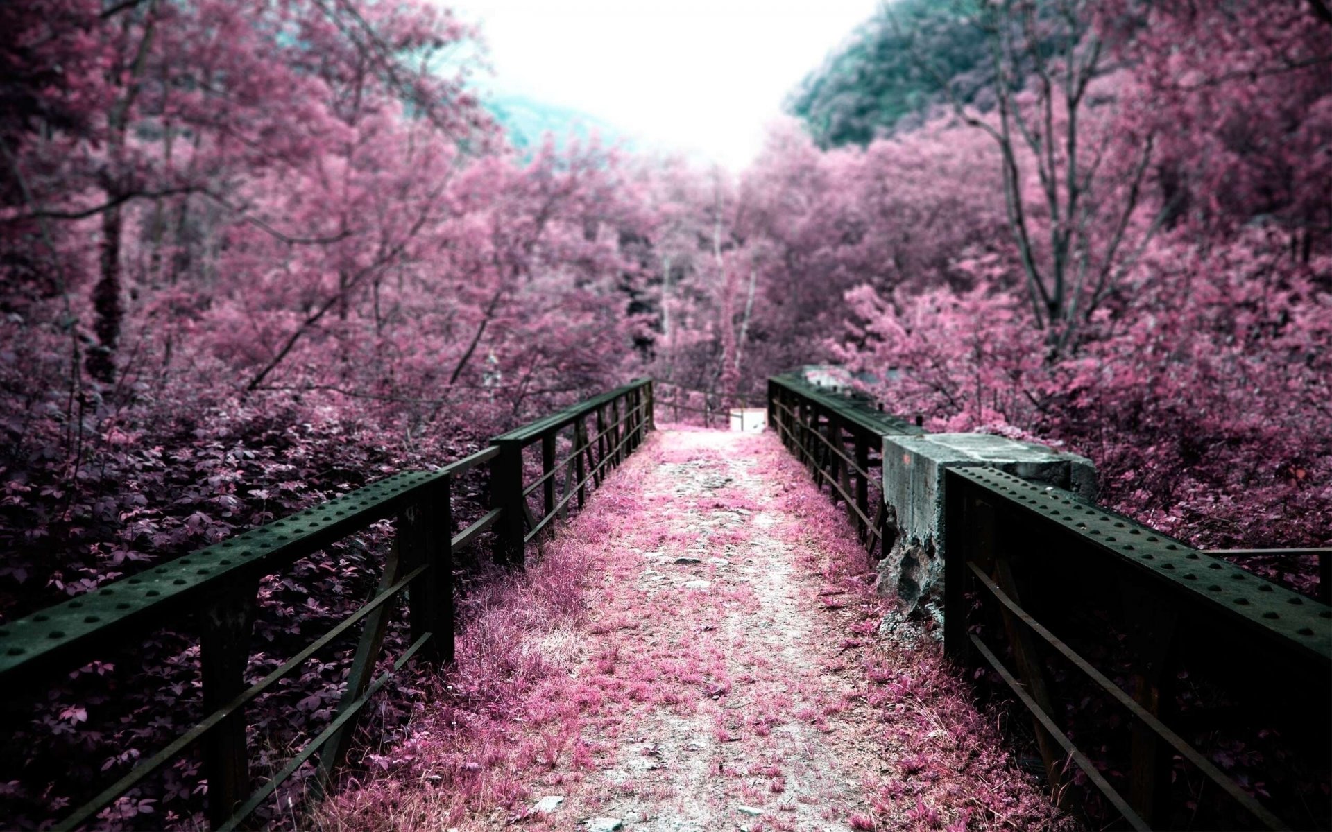 japan brücke bäume farbe natur rosa