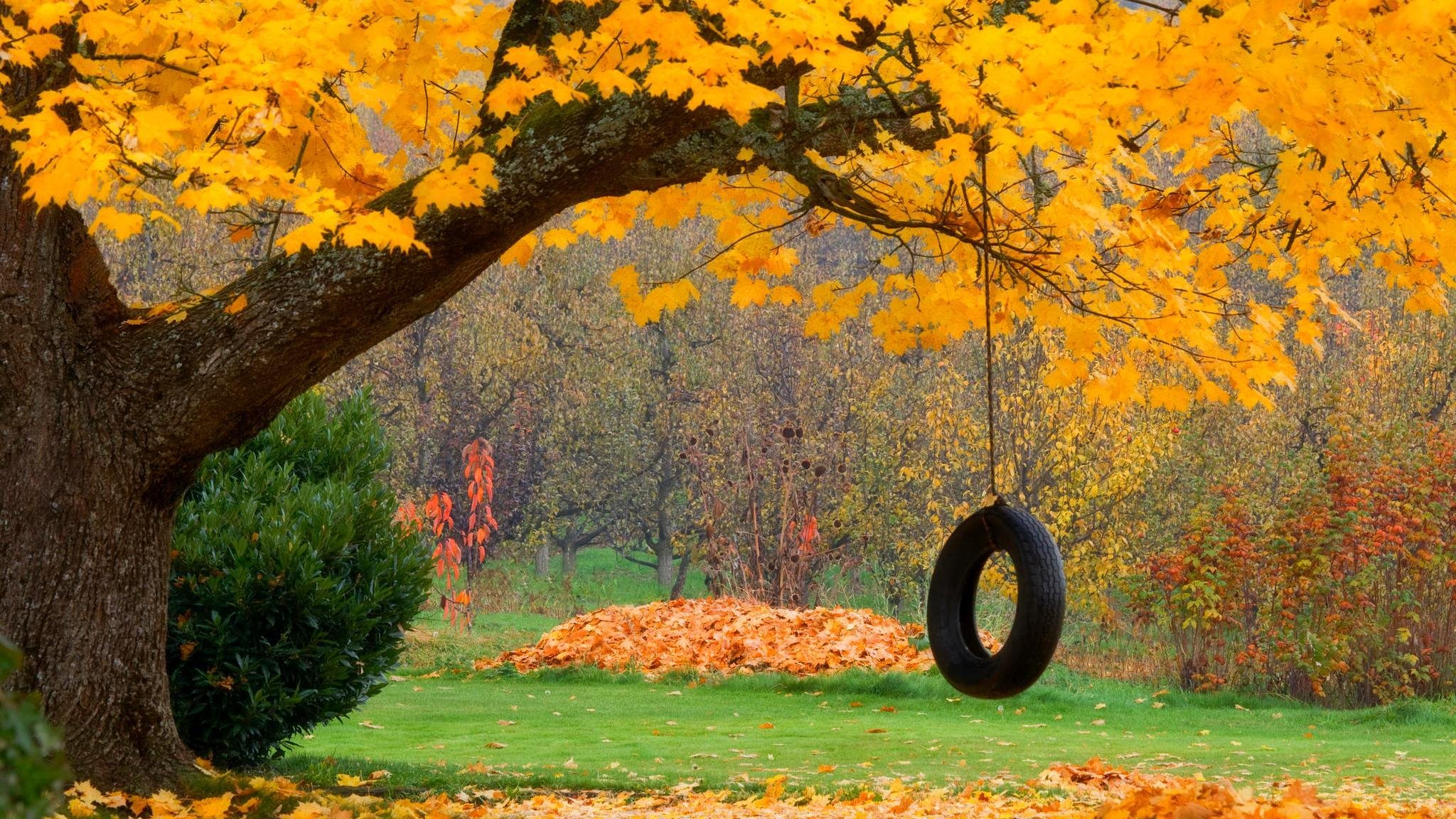 natur wald schaukel park bäume blätter bunt herbst herbst farben zu fuß