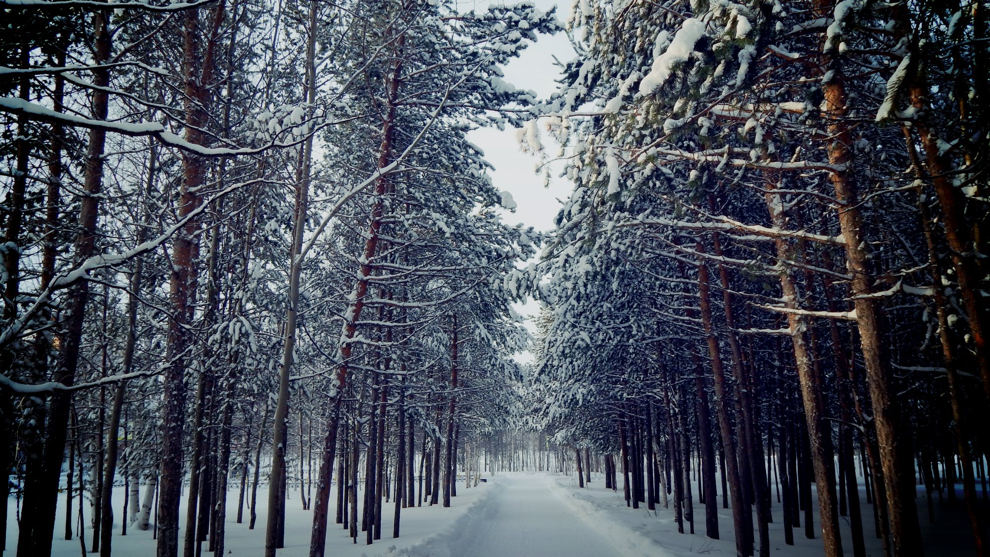 novembre yanao yamal automne octobre hiver 2014 neige arbres bouleaux flocons de neige humeur amour nature paysage