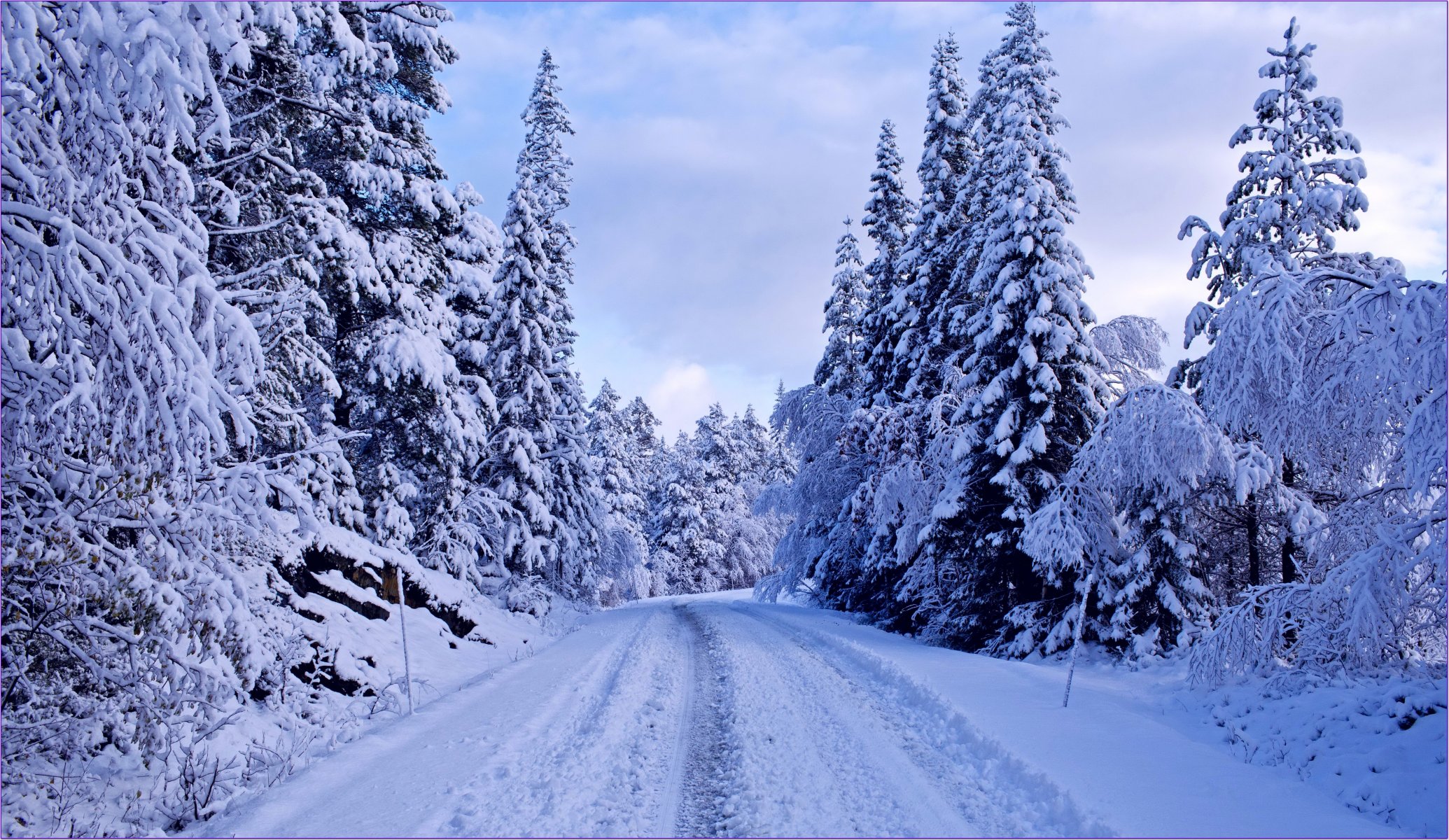 winter forest road tree spruce snow blue