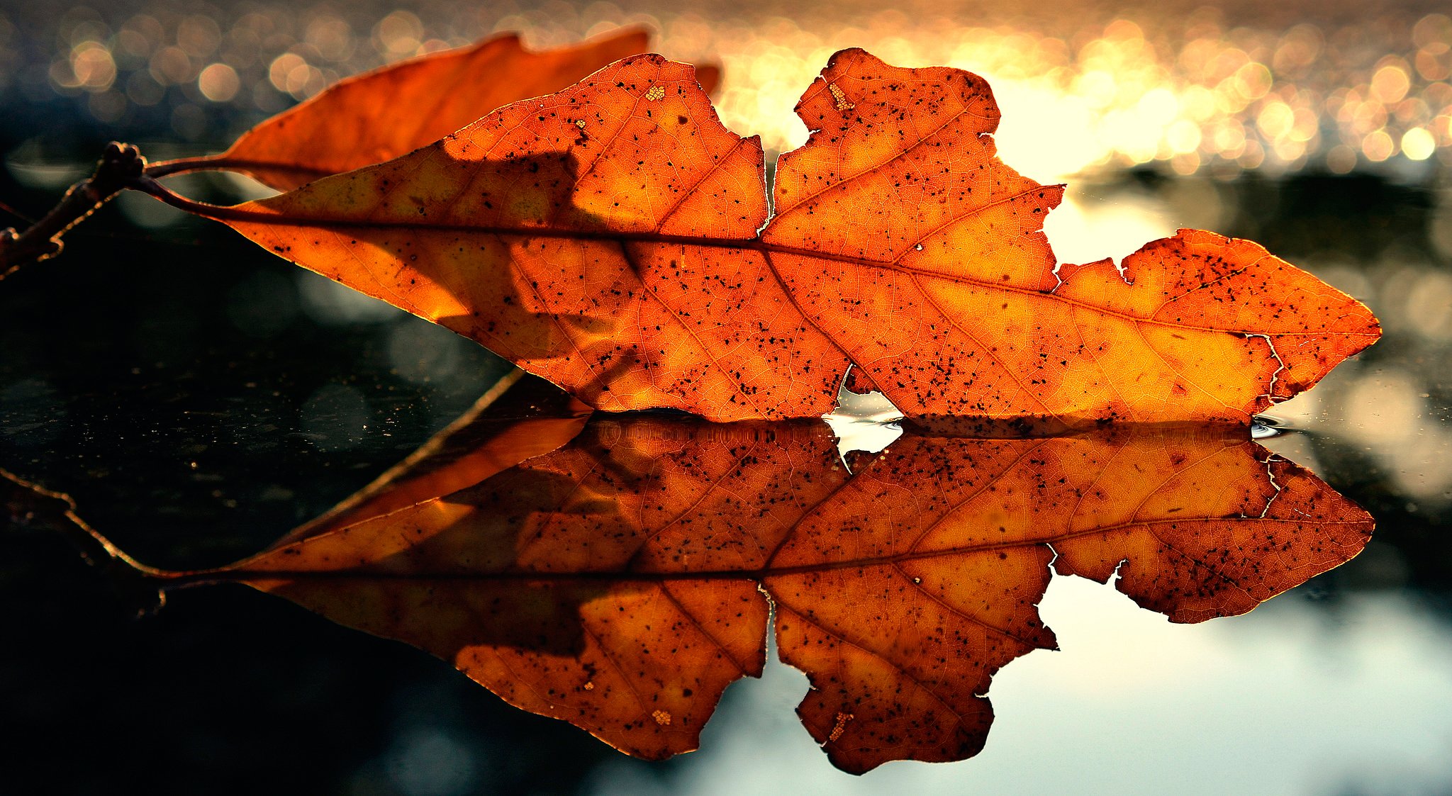 hoja otoño reflexión macro