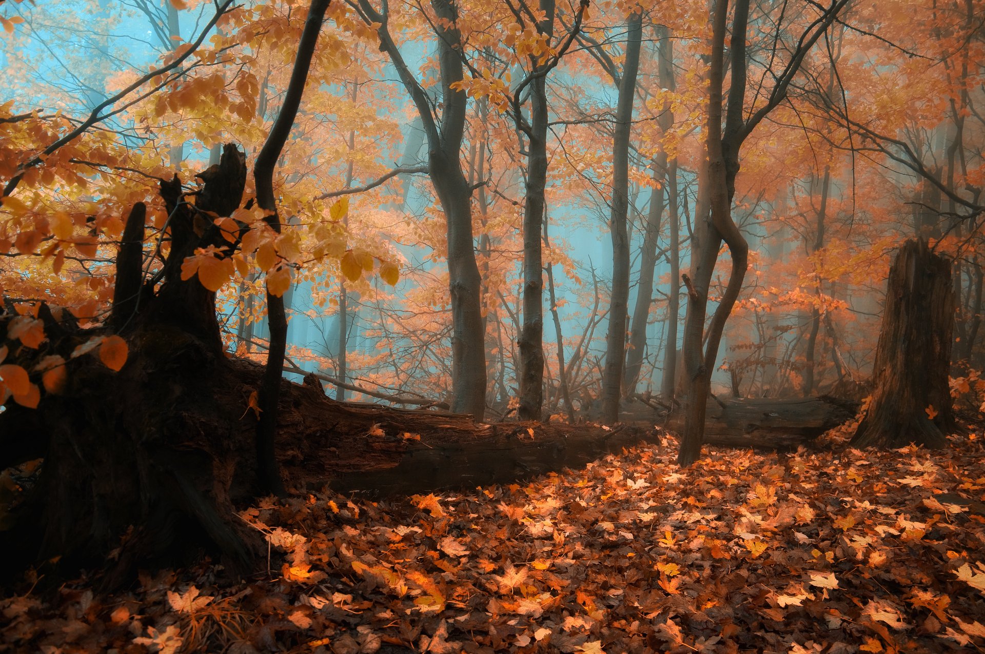 autunno foresta caduta delle foglie nebbia