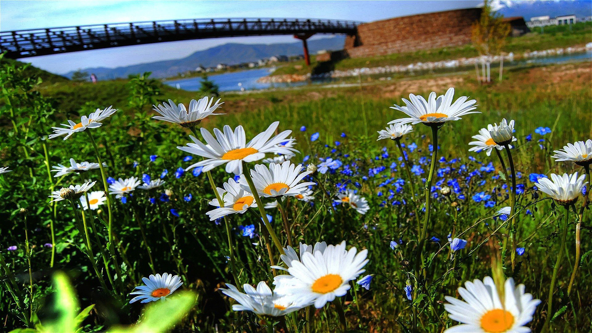 ciel rivière pont herbe fleurs marguerites pétales nature