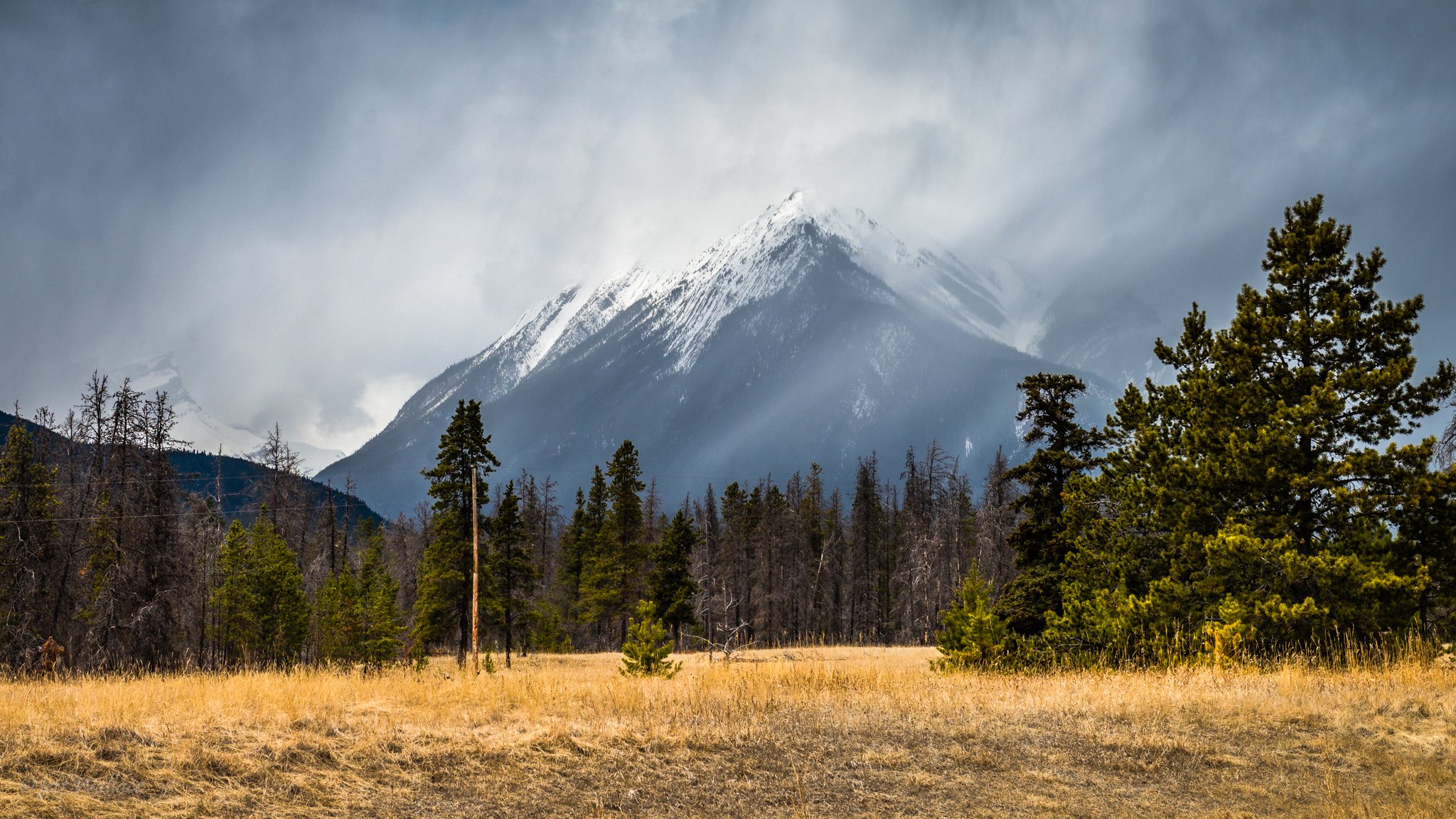 mountain tree nature