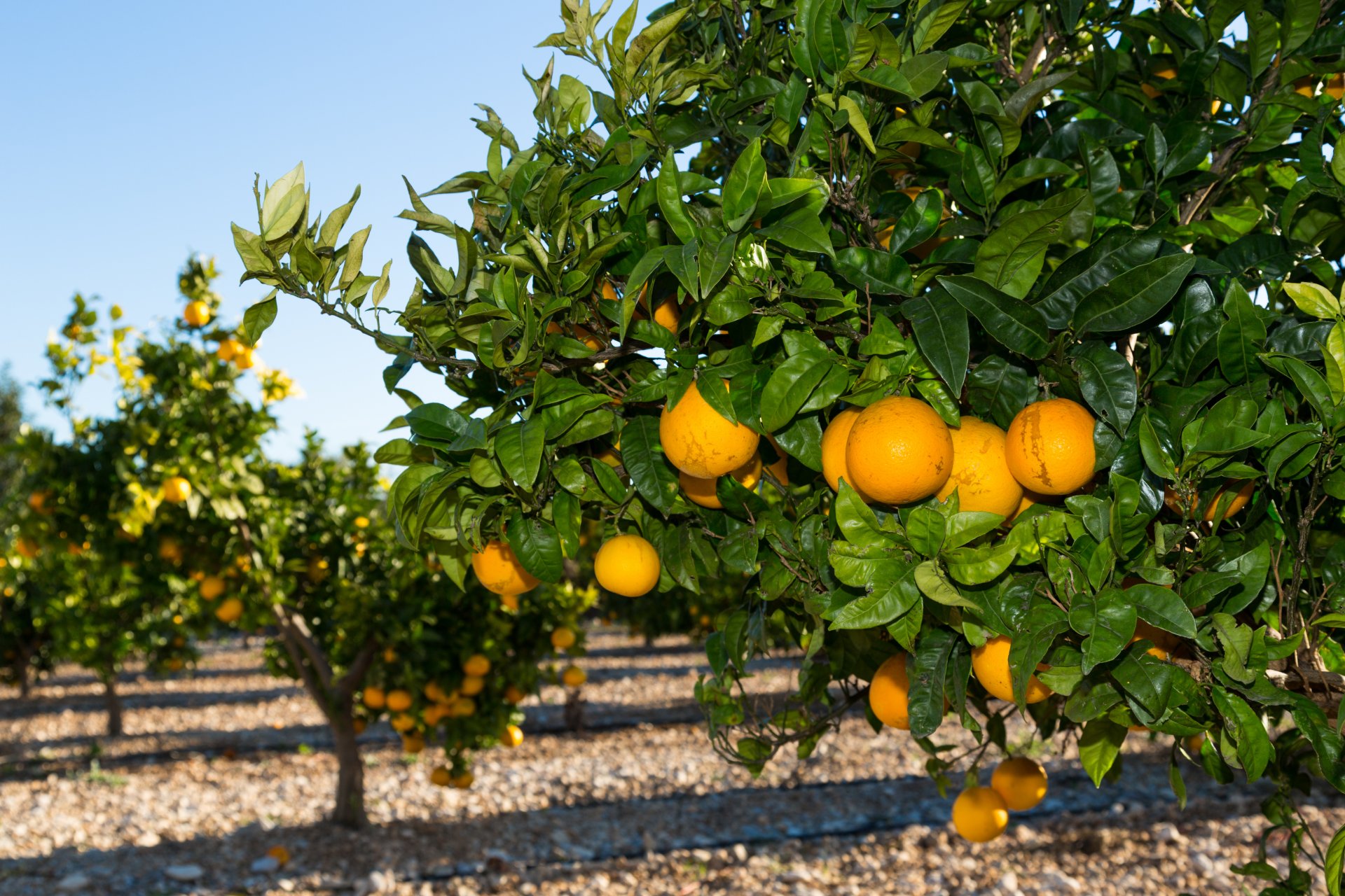 nature garden orange tree