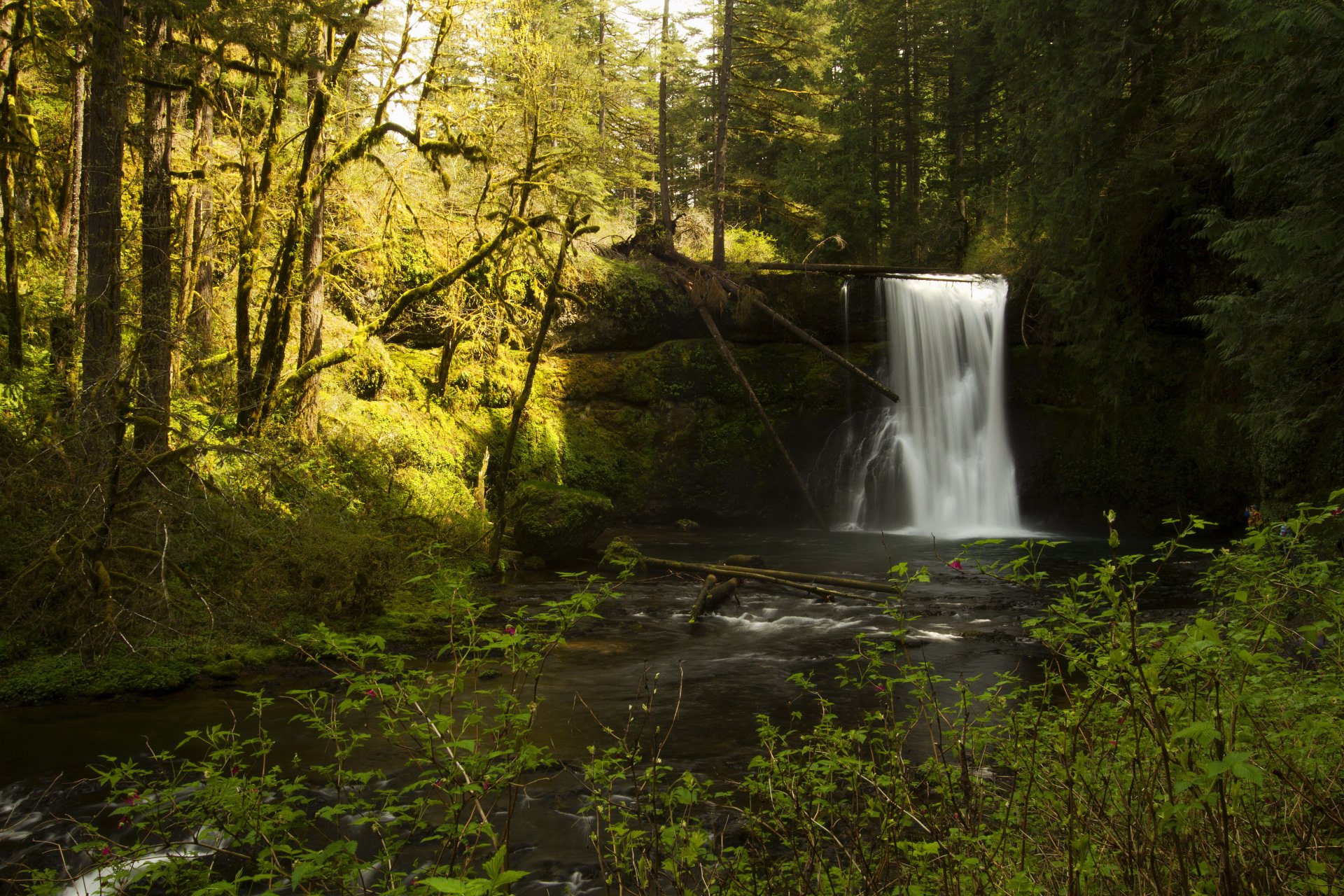 états-unis silverfalls state park oregon forêt ruisseau cascade mousse pierres arbres soleil buissons branches