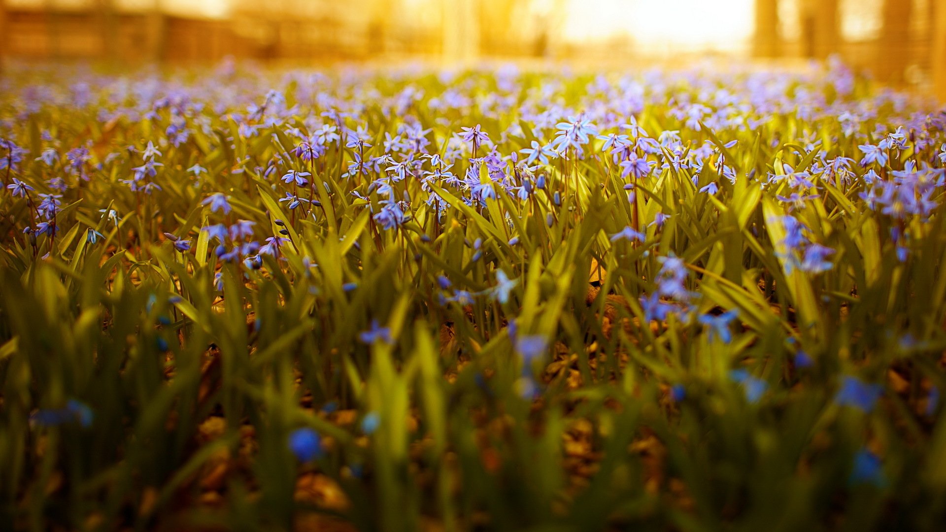 fiori gradi di libertà grandangolo natura