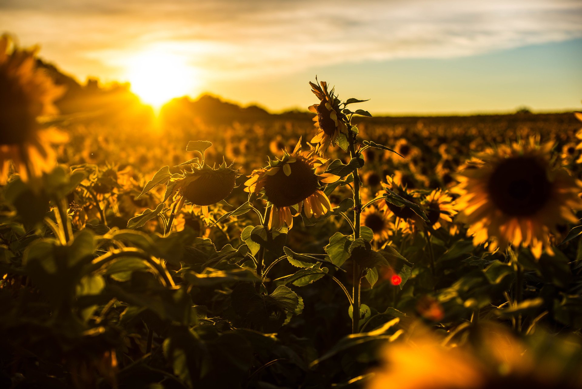 girasoli estate natura