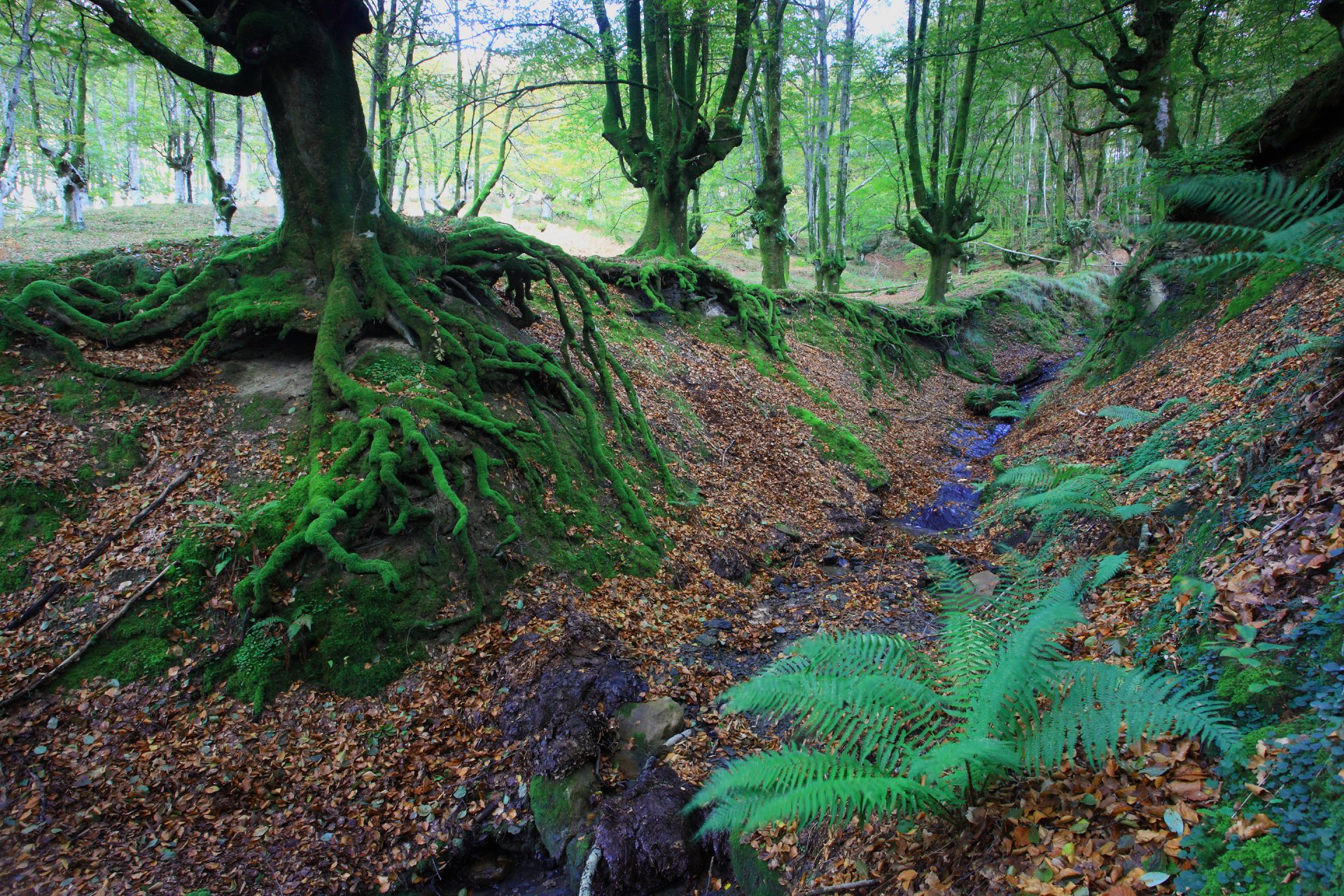 bosque árboles raíces musgo otoño