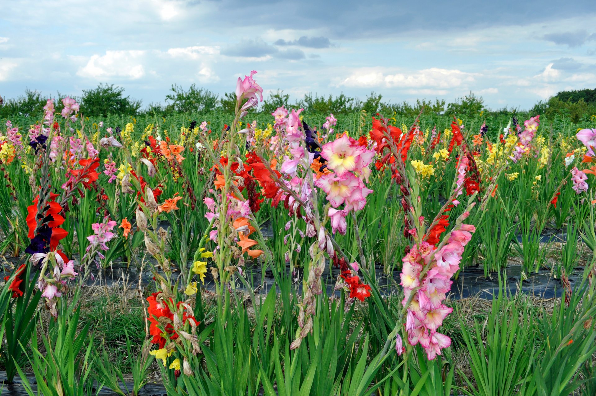 himmel wolken blumen plantage gladiole