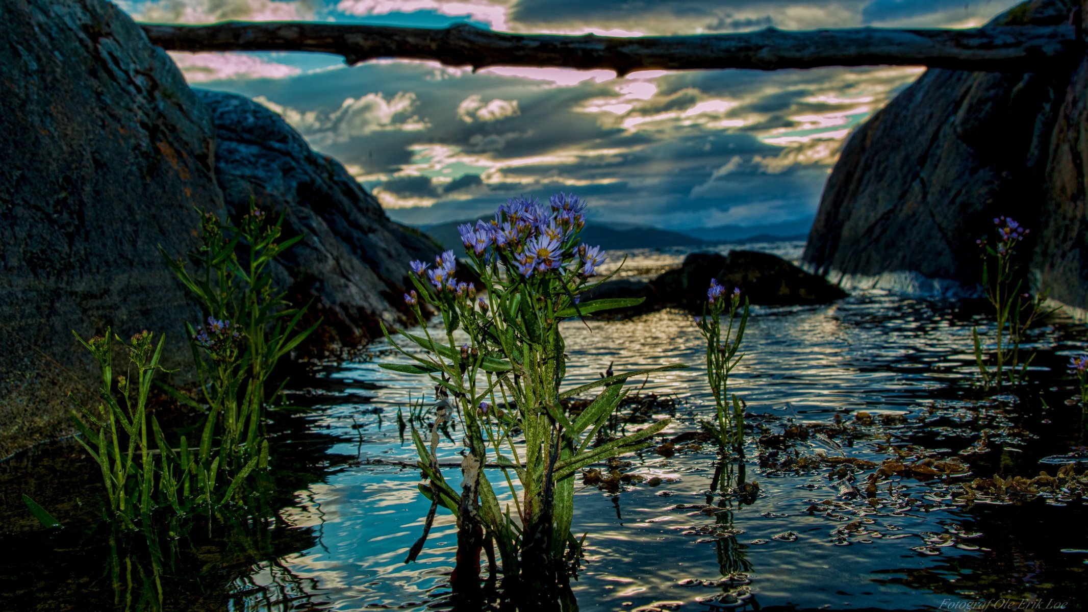 norvège fjord fleurs eau journal