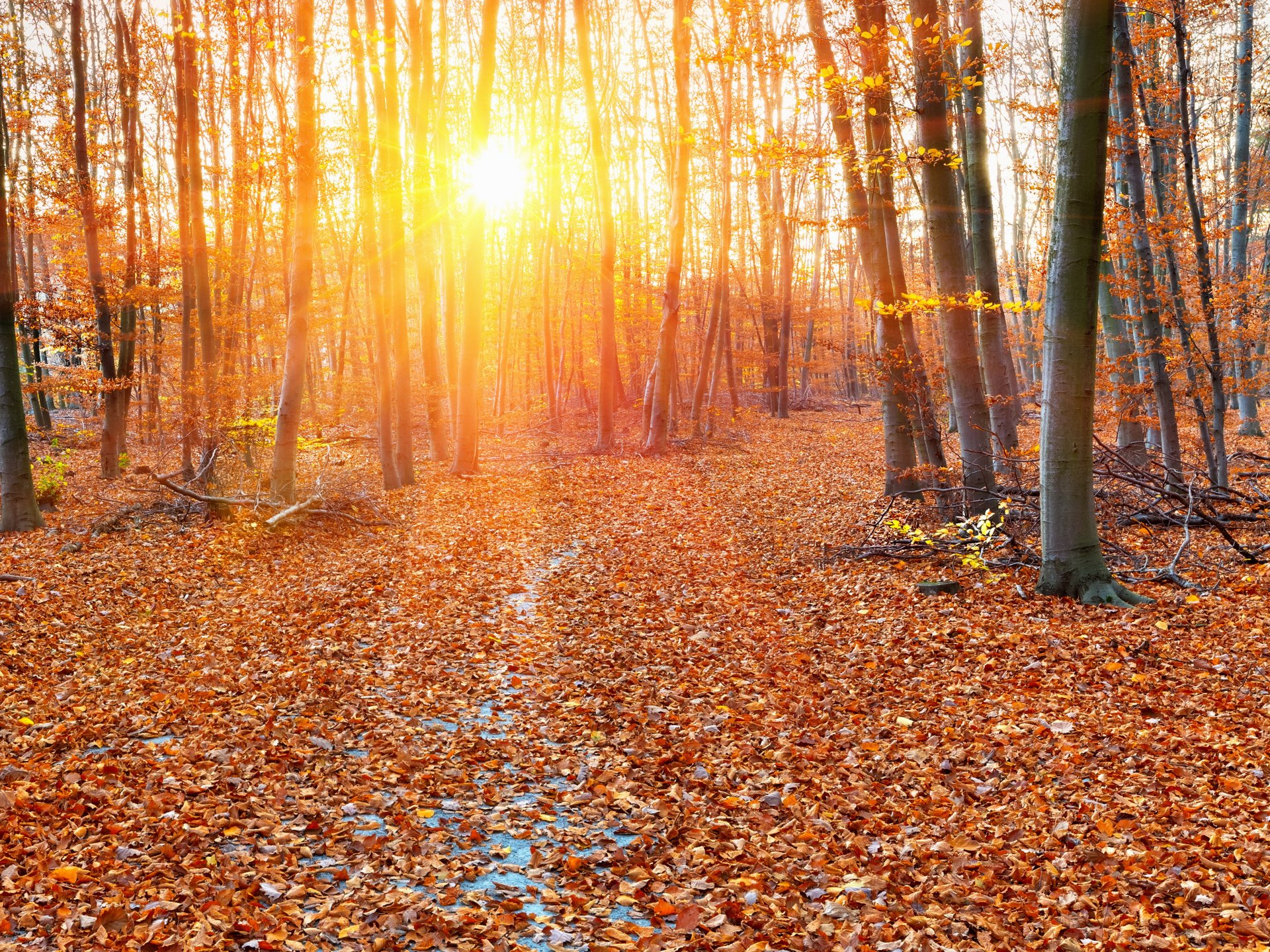 forêt automne feuillage rayons du soleil arbres feuilles jaune