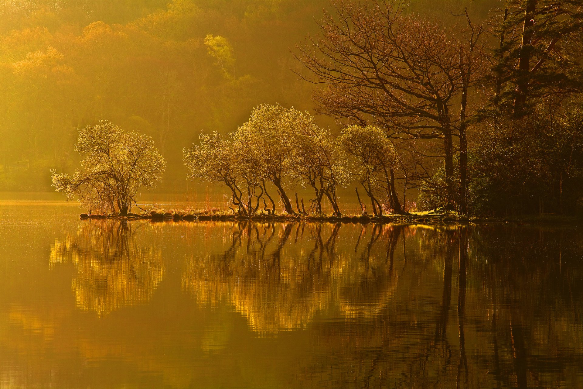 unset forest lake tree island autumn reflection