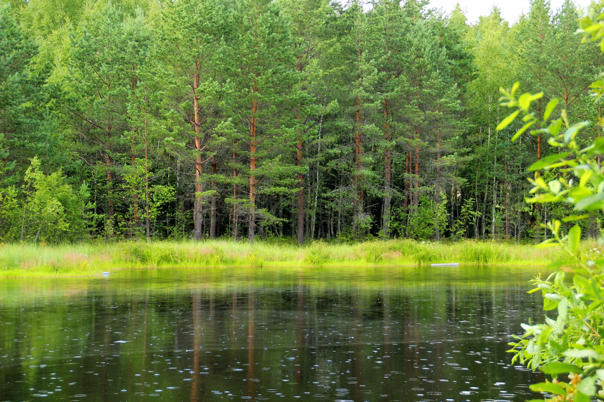 russia leningrad region forest lake tree grass green