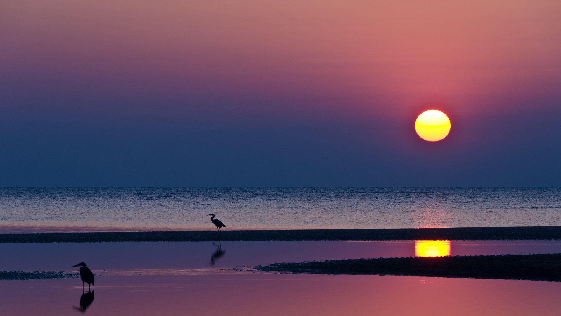 côte mer eau oiseaux soleil