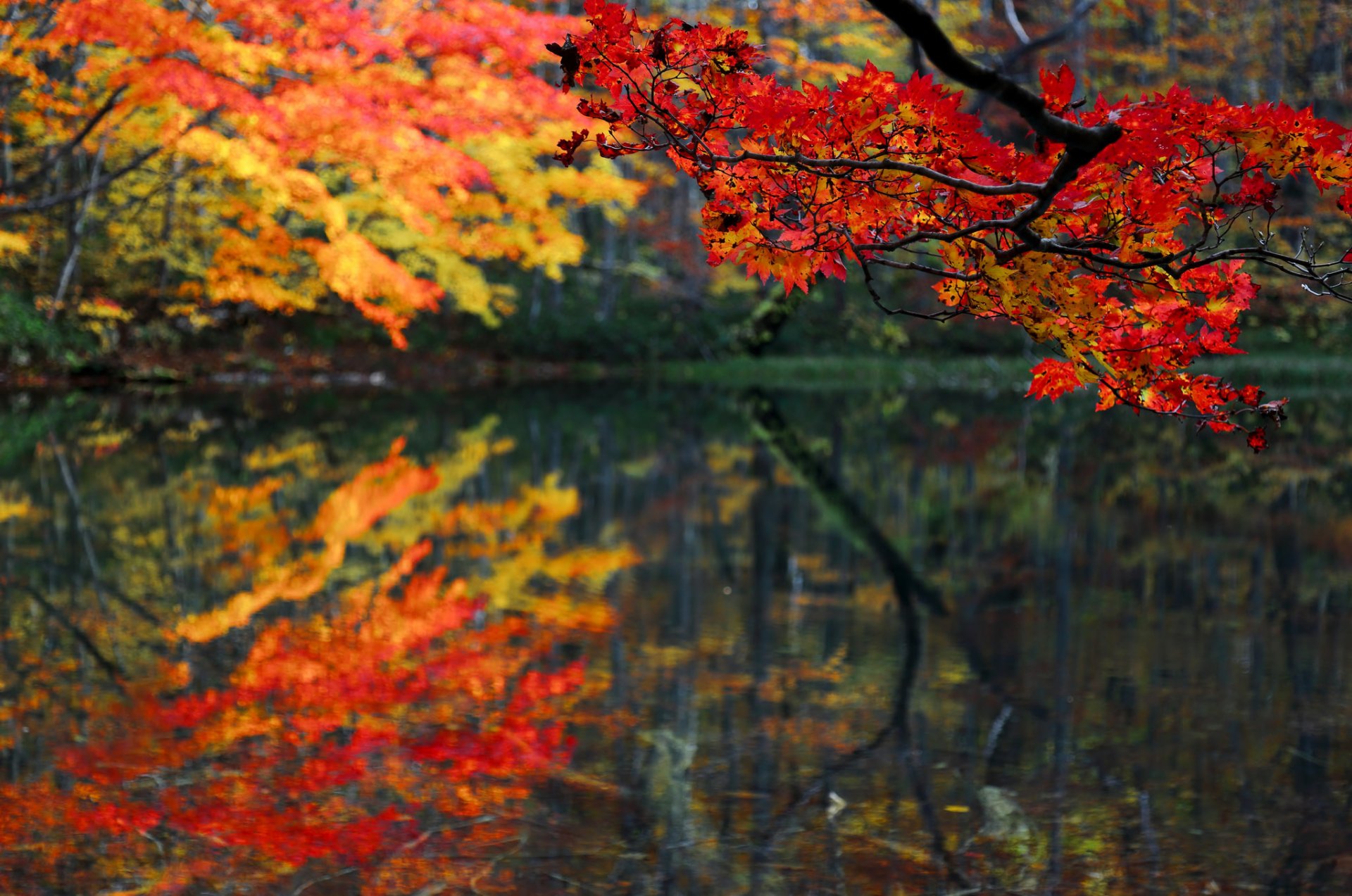 foresta stagno lago ramo foglie autunno