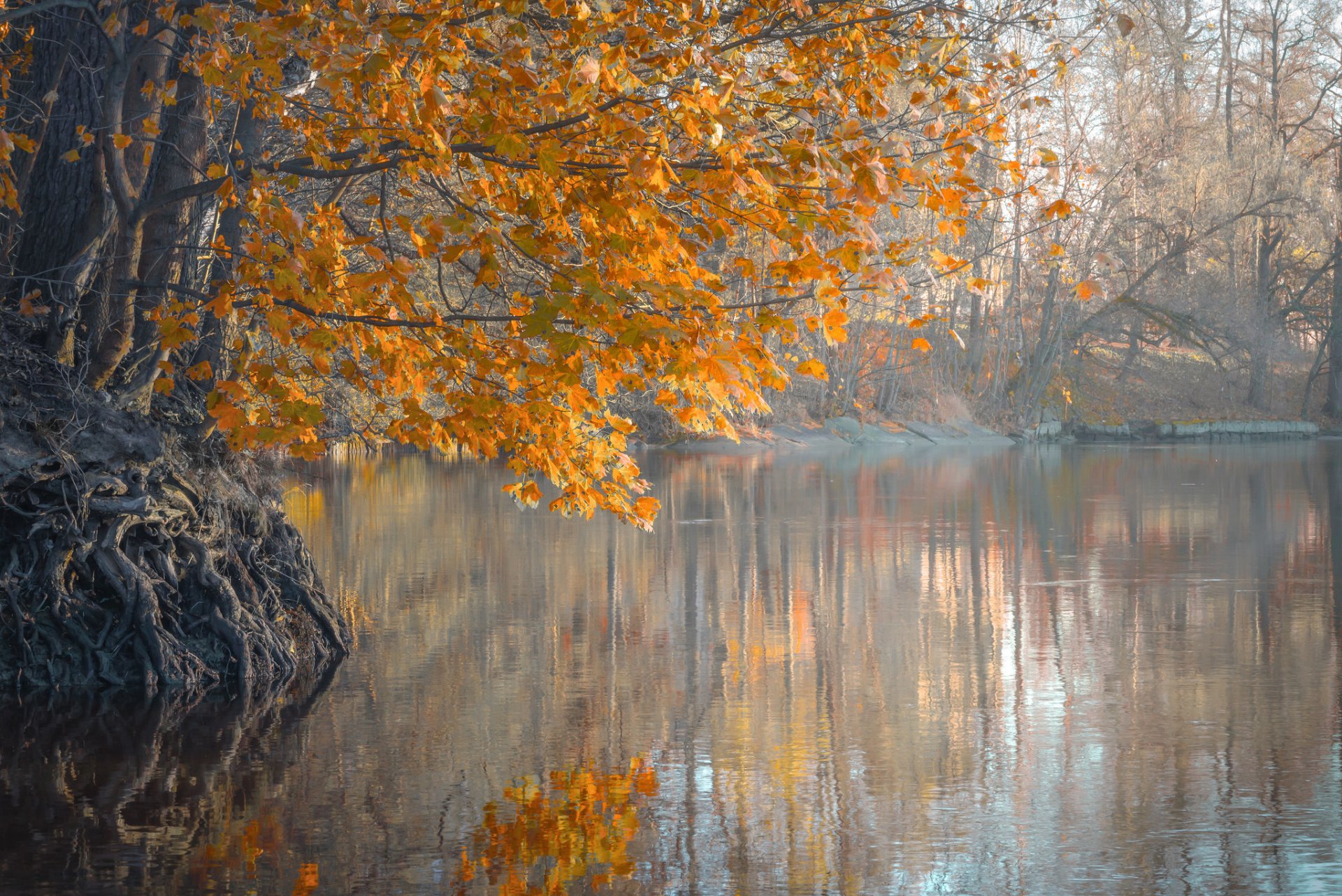 rivière arbres feuilles automne matin brouillard