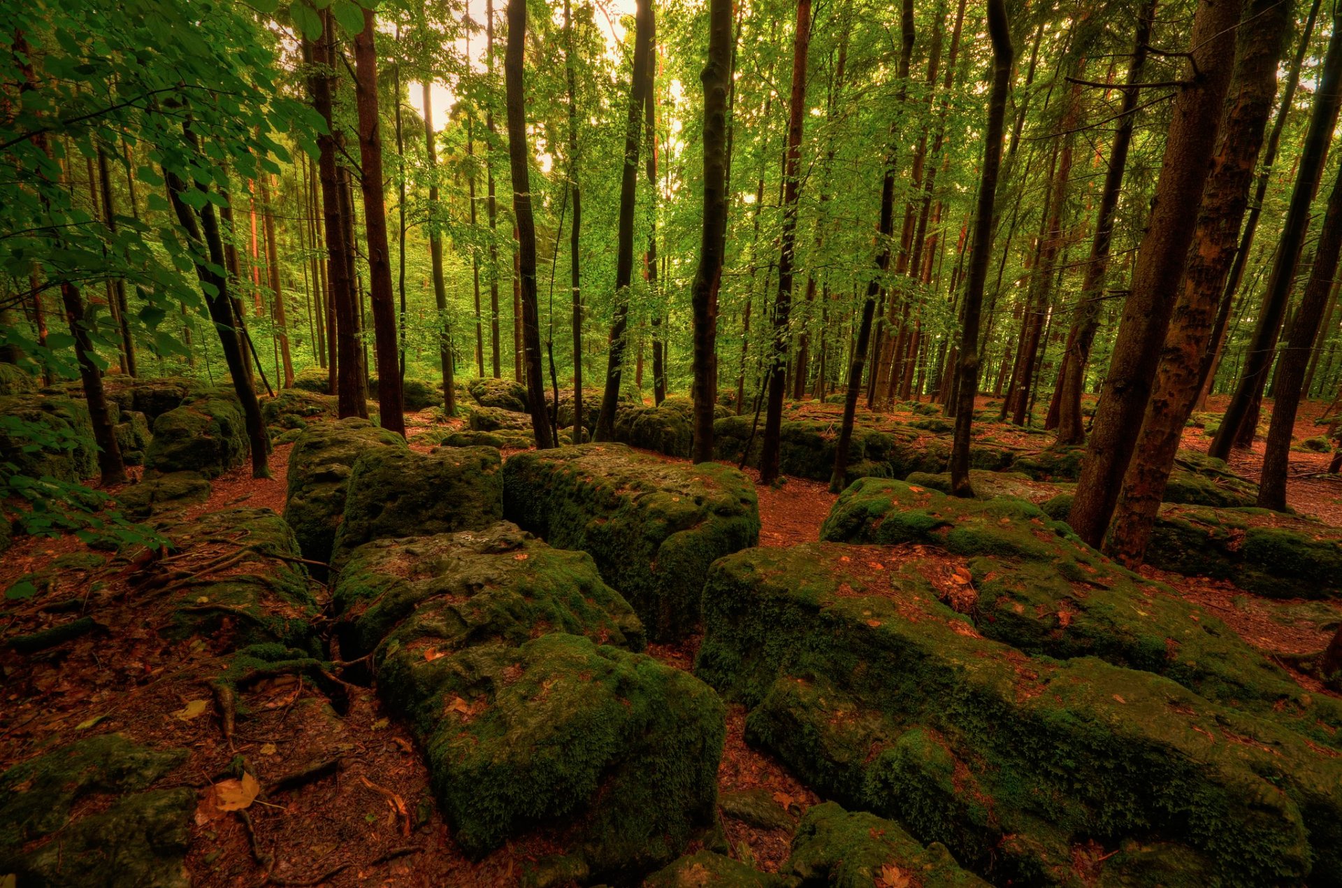 bosque piedras musgo árboles hojas otoño