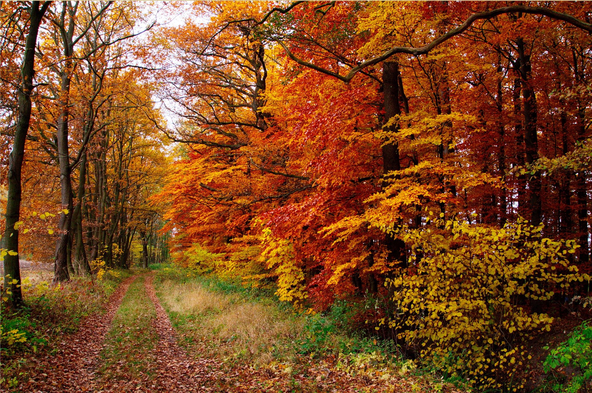 forest autumn tree leaves path