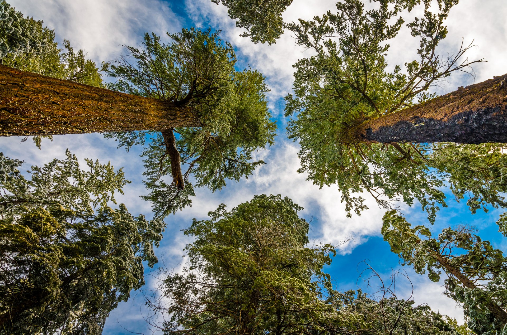 cielo nuvole alberi foglie tronco