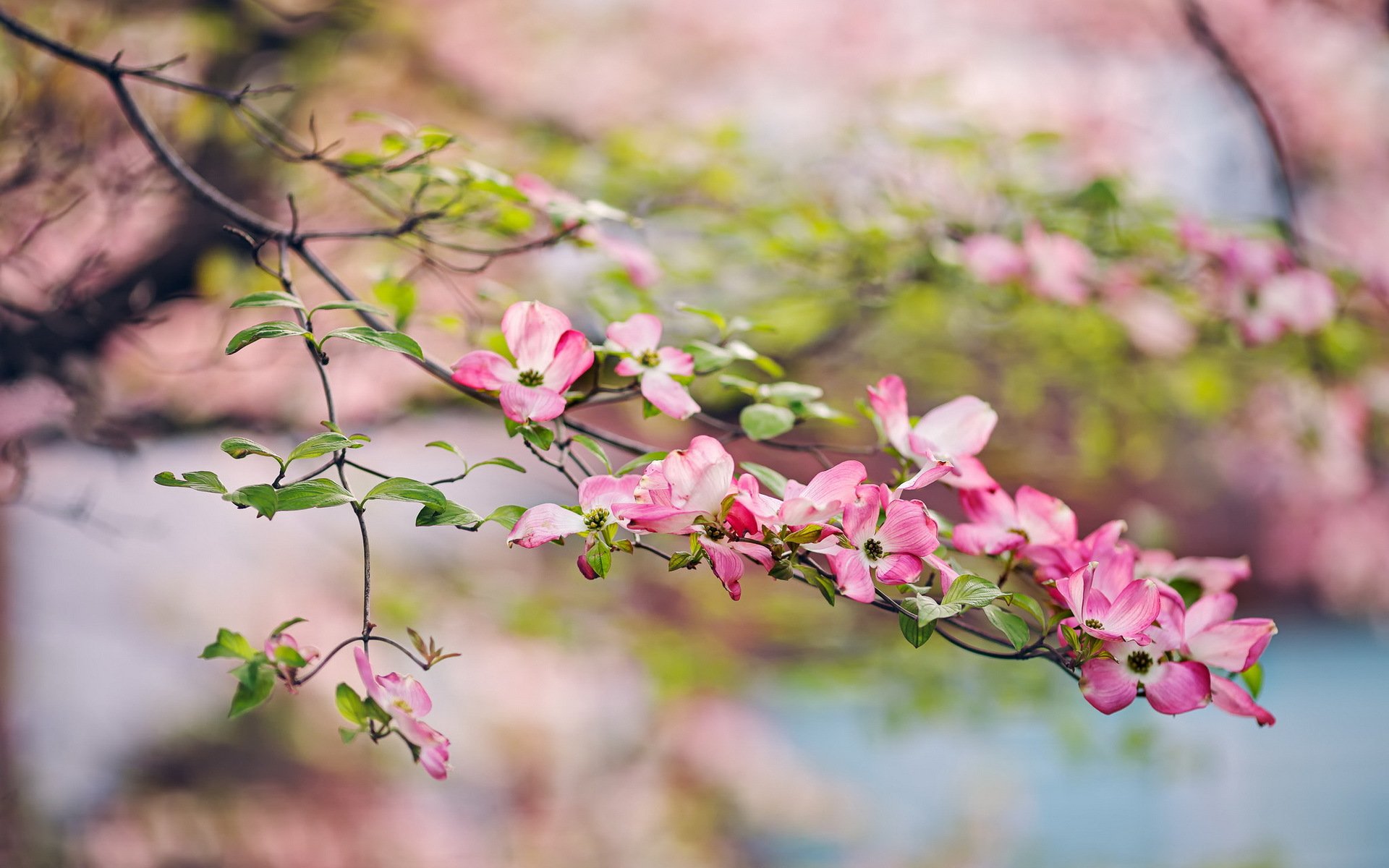 jardin printemps nature