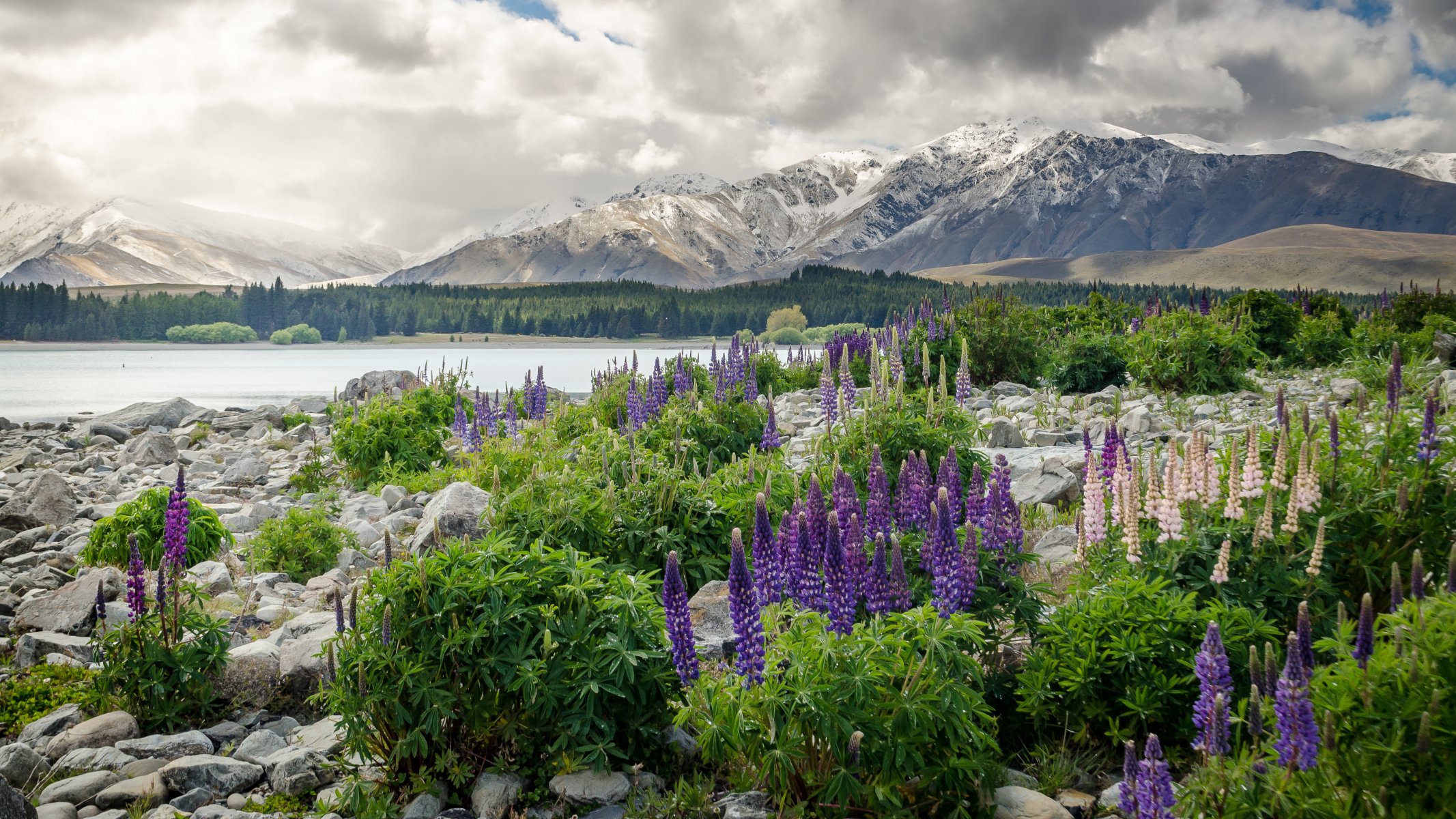 neuseeland berge blumen