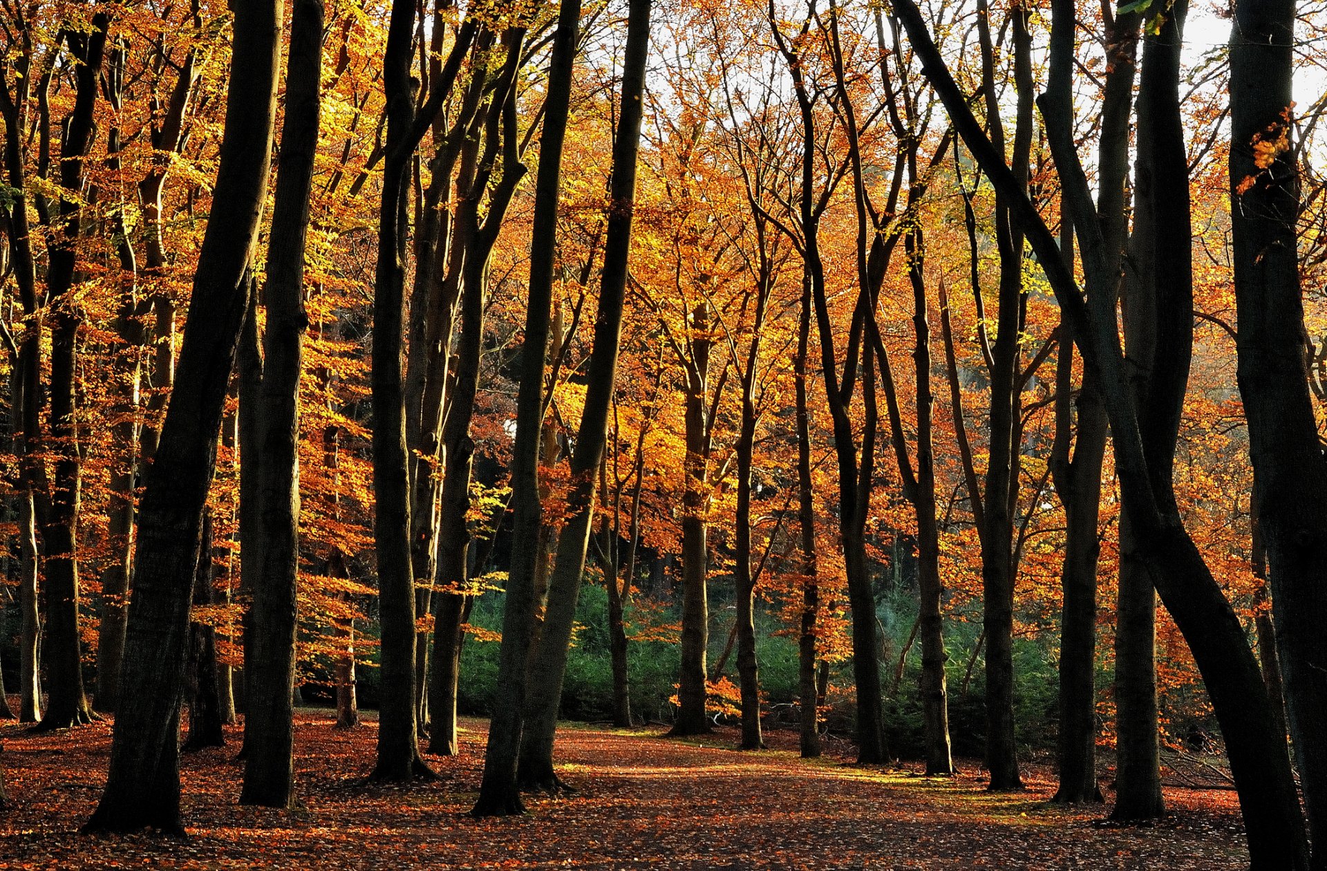 otoño bosque árboles caída de hojas