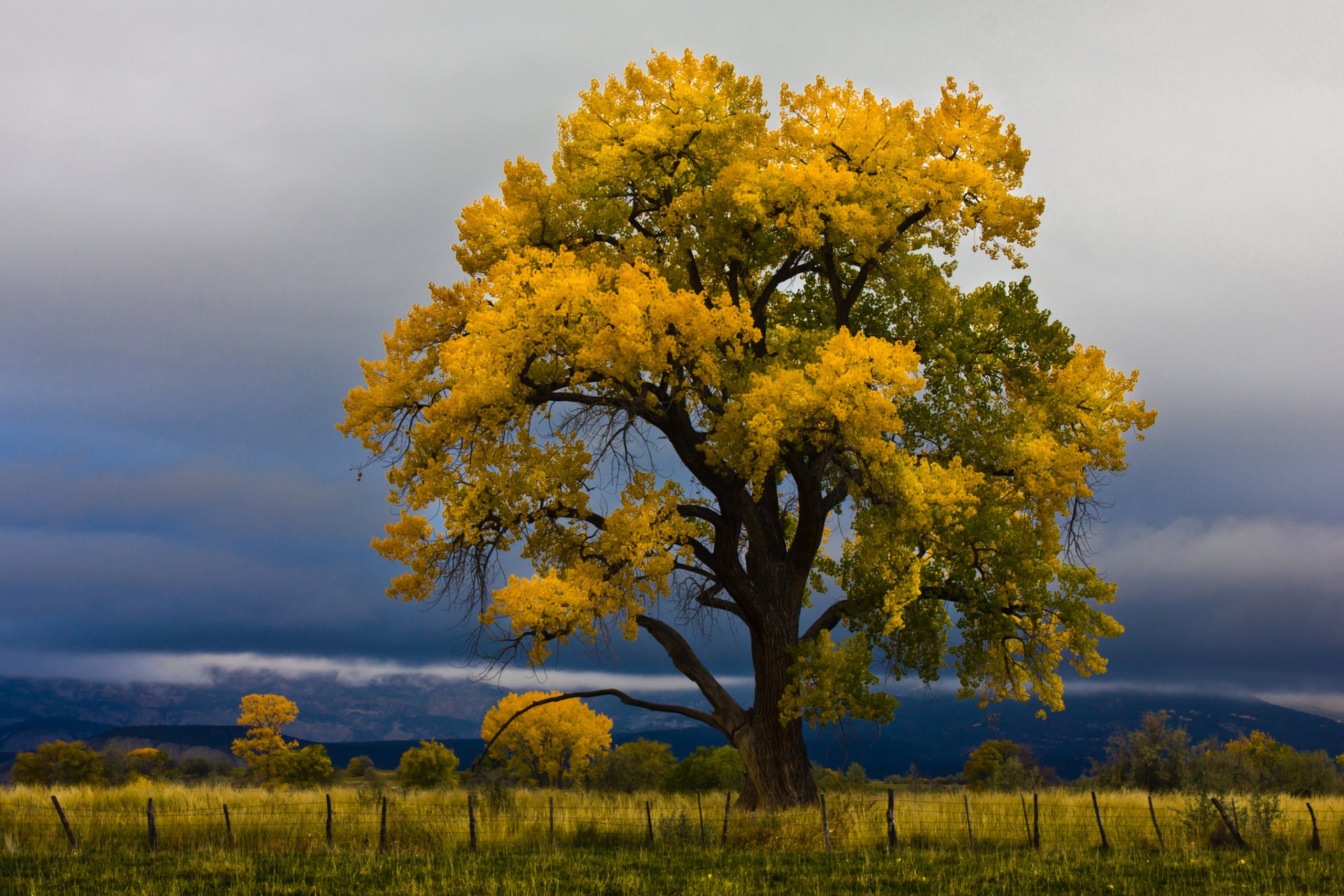 cielo nuvole campo albero autunno