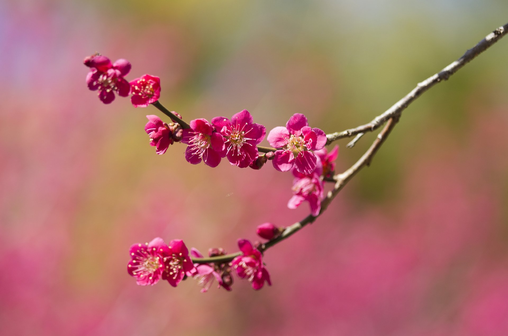 garten zweig blumen frühling