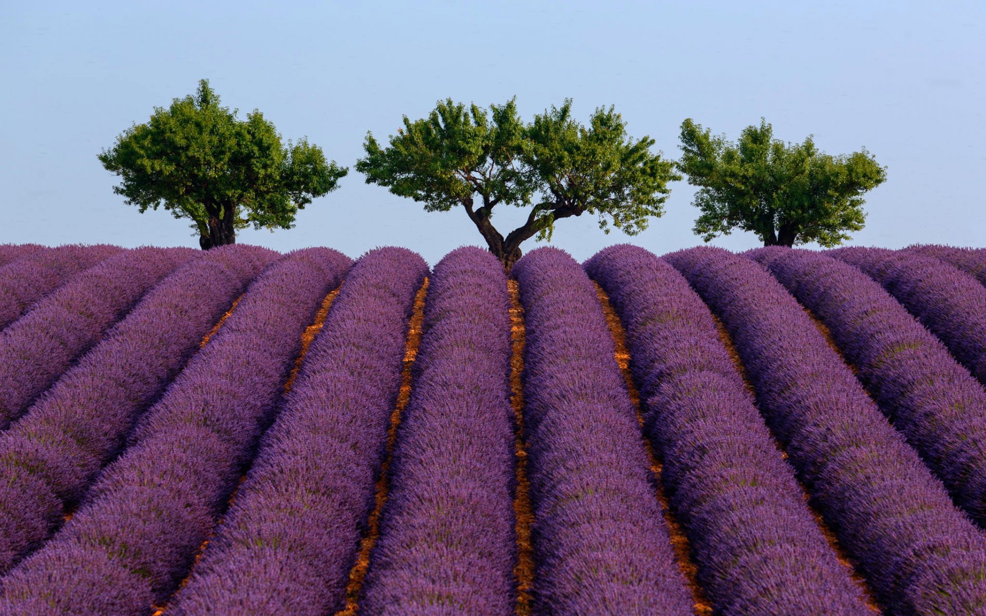 francia provenza verano cielo árboles lavanda