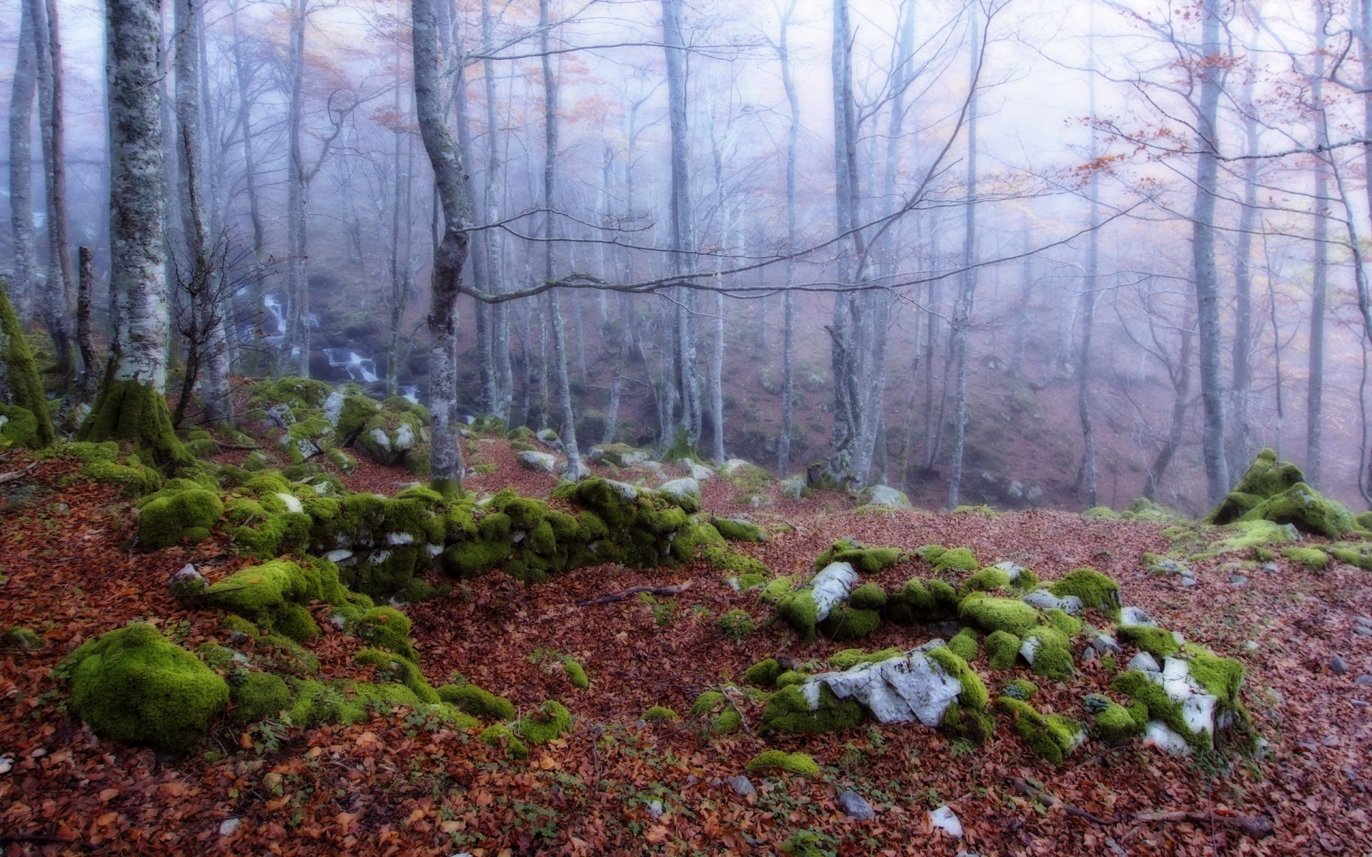 wald nebel herbst natur