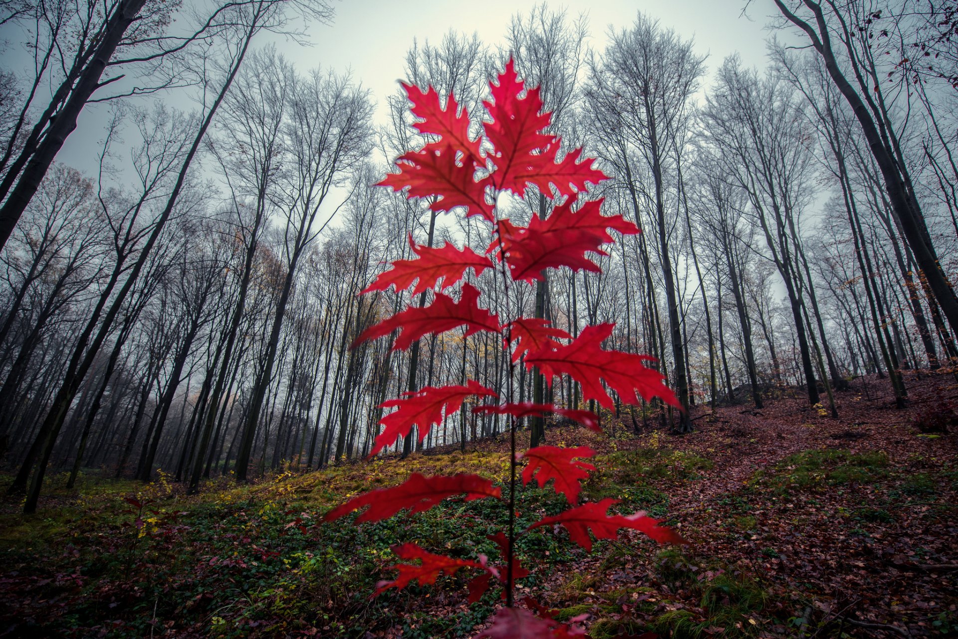 ciel arbres pente branche feuilles automne