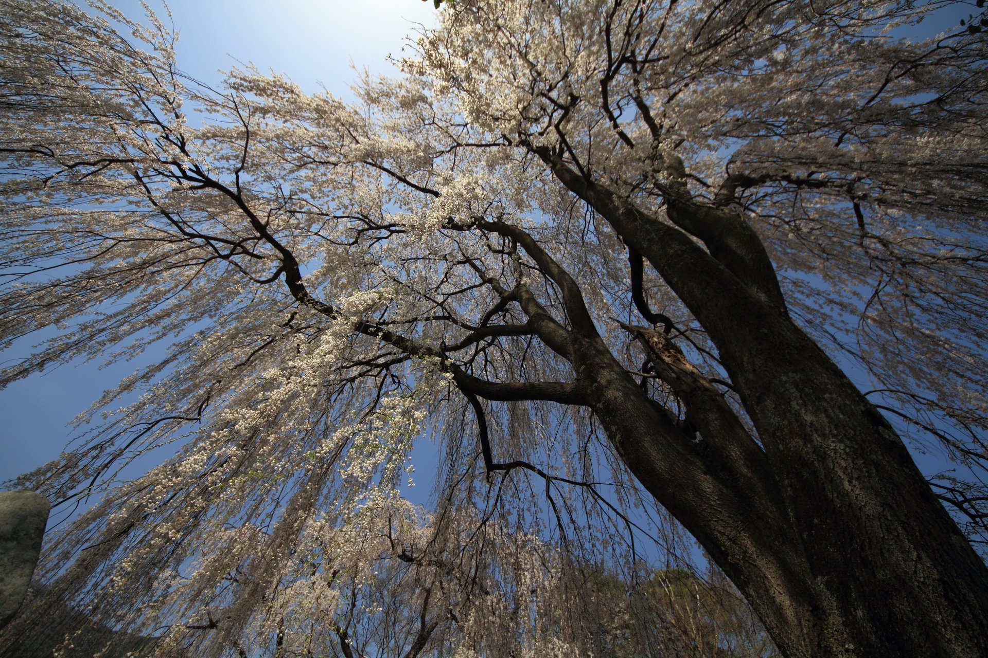 nature tree branches flowers sky