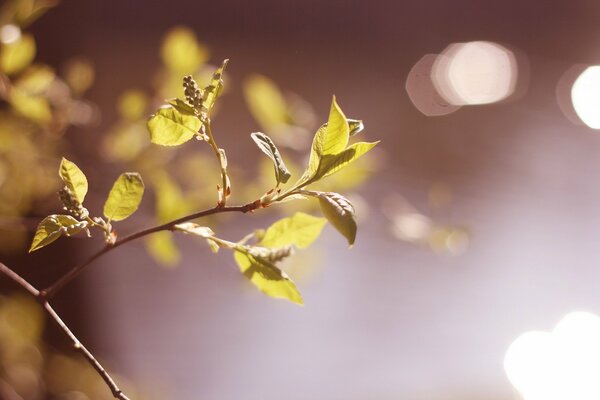 Branche avec des feuilles vertes, gros plan