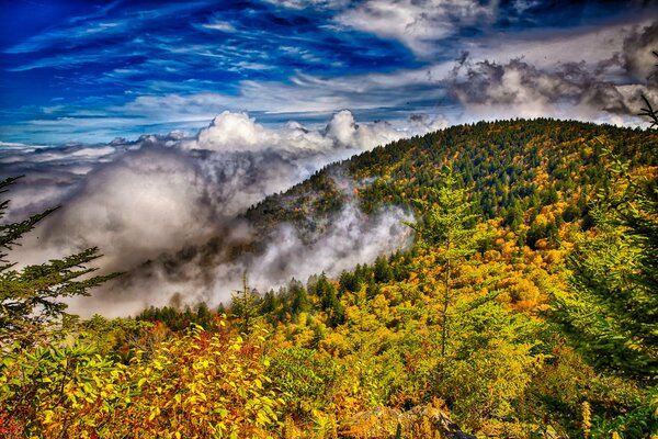 Unimaginably beautiful autumn forest