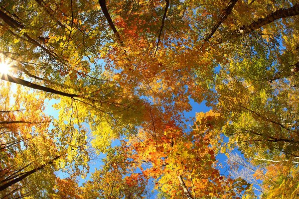 Herbstlaub, Baumkronen in der Sonne