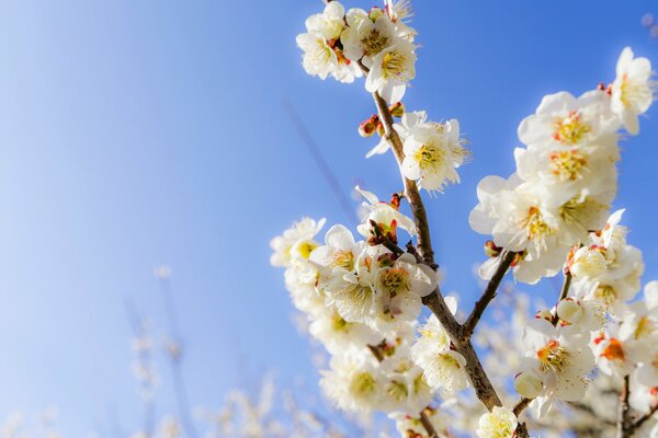 Ramas florecientes en primavera contra el cielo azul