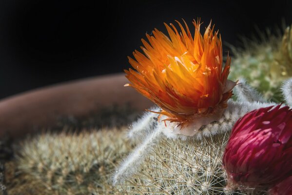 Macro de fleurs de cactus orange