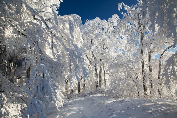 Un paseo por el bosque de invierno cubierto de nieve