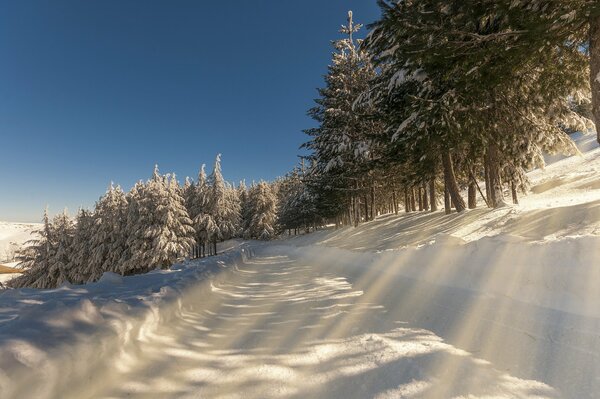 Route enneigée ensoleillée près de la forêt