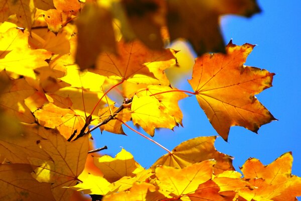 Le foglie di acero sono precrastiche soprattutto in autunno