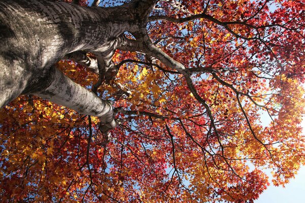 Arbre d automne sur fond bleu tendre