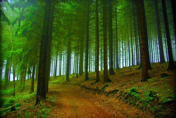 Camino a través del bosque de otoño