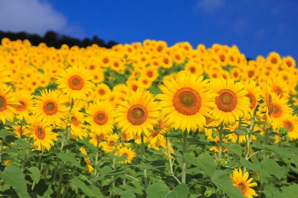 Feld von leuchtend gelben Sonnenblumen mit saftigen grünen Blättern