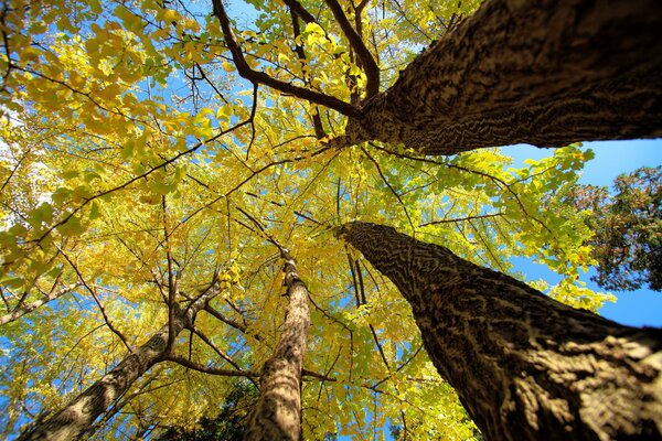 Foto di alberi autunnali dal basso