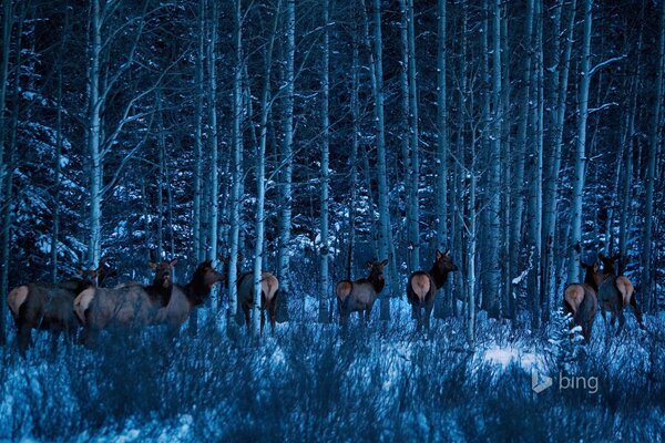 Moose in the National Park in winter